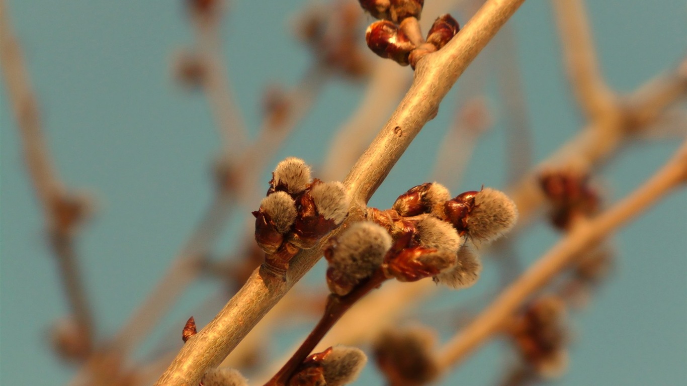 Spring buds on the trees HD wallpapers #4 - 1366x768