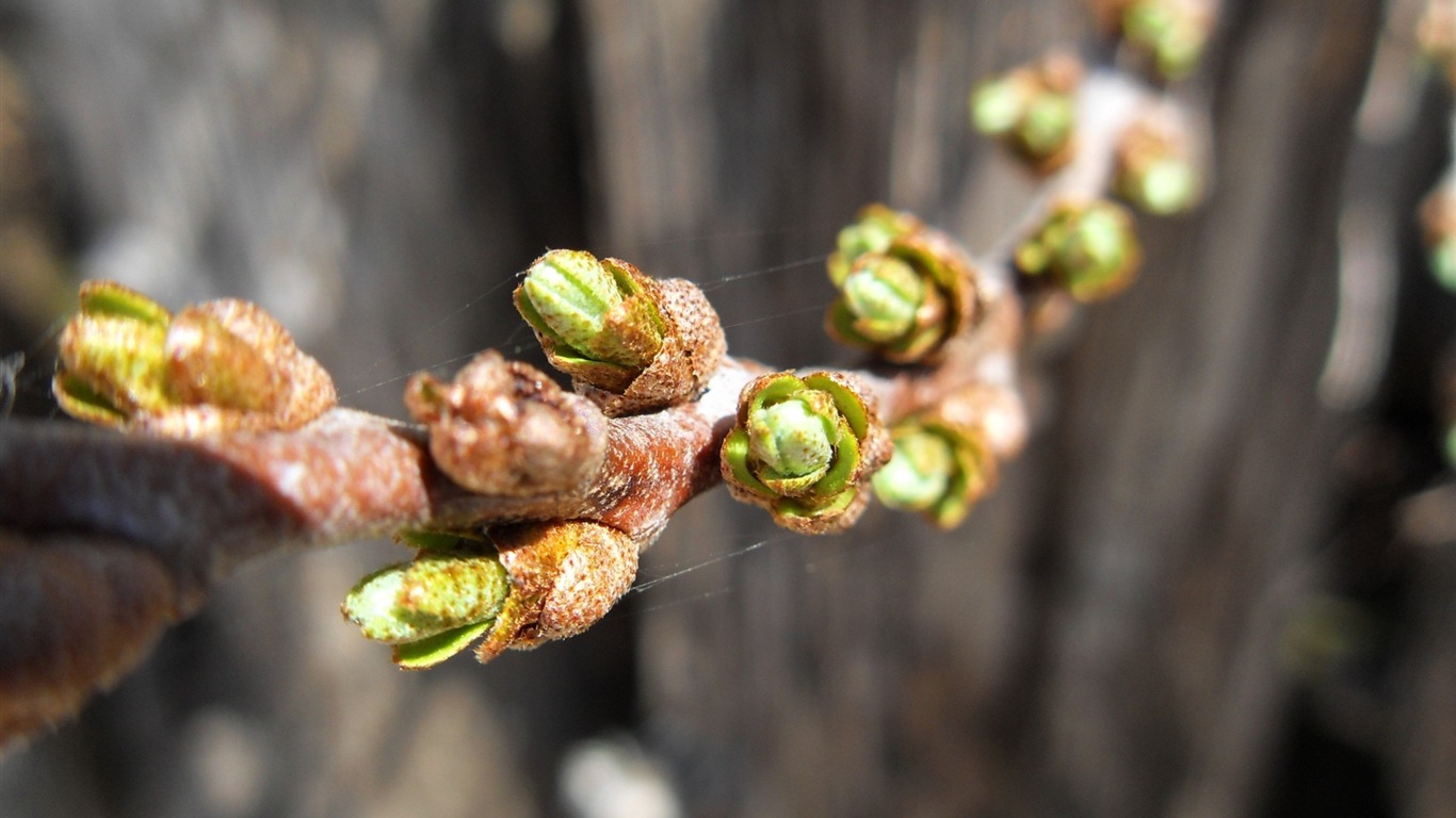 Spring buds on the trees HD wallpapers #5 - 1366x768