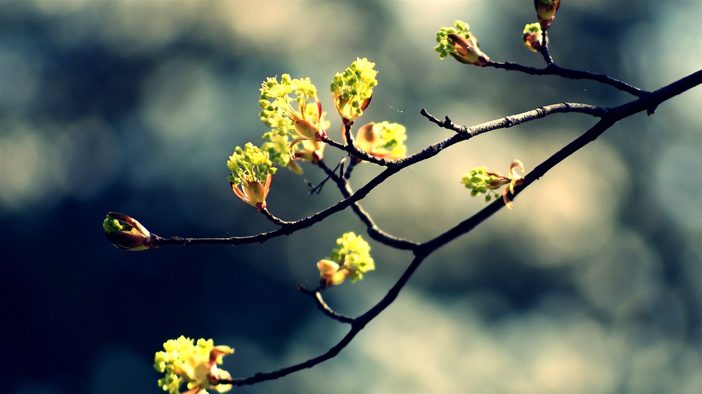Spring buds on the trees HD wallpapers #6 - 1366x768