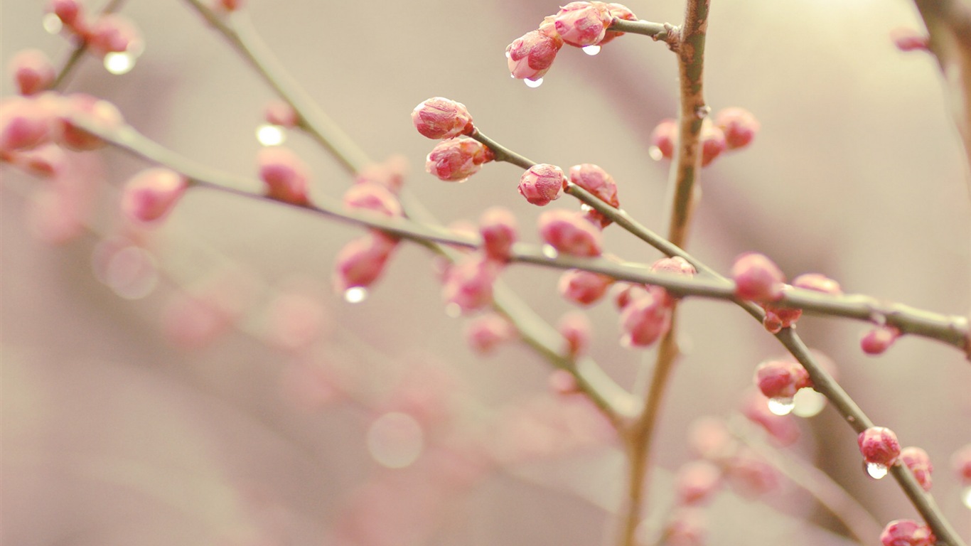 春天树梢上的嫩芽 高清壁纸7 - 1366x768