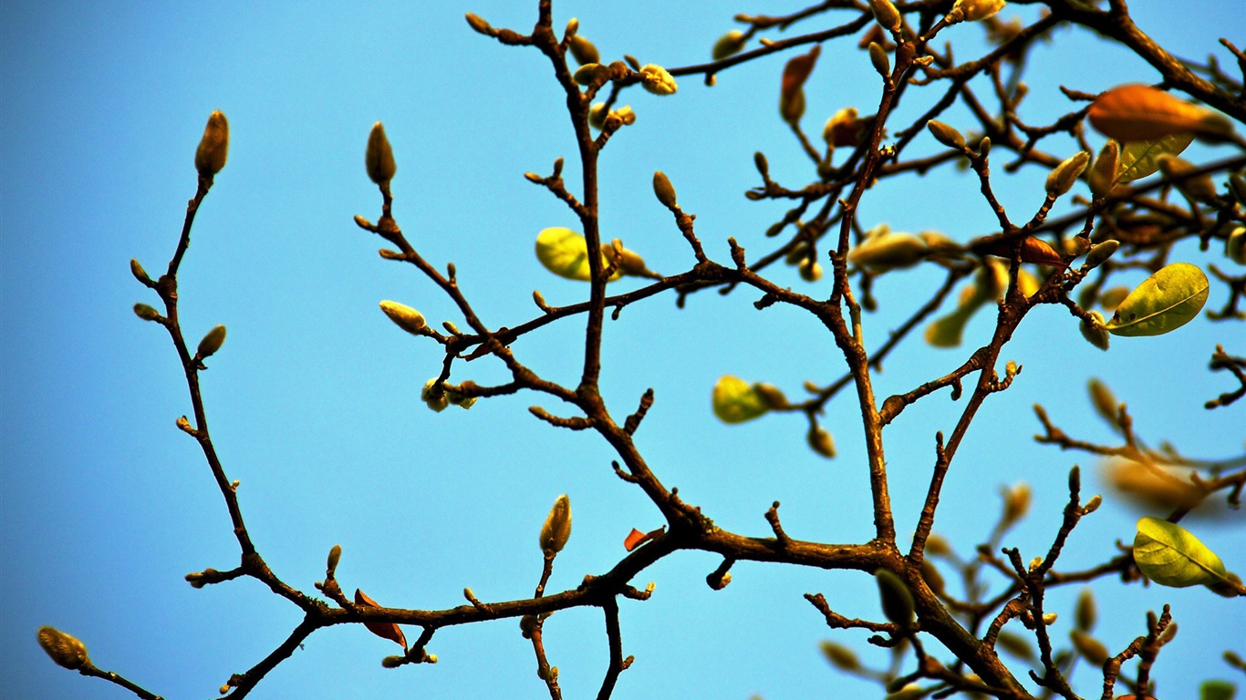 Primavera brotes en los árboles wallpapers HD #8 - 1366x768