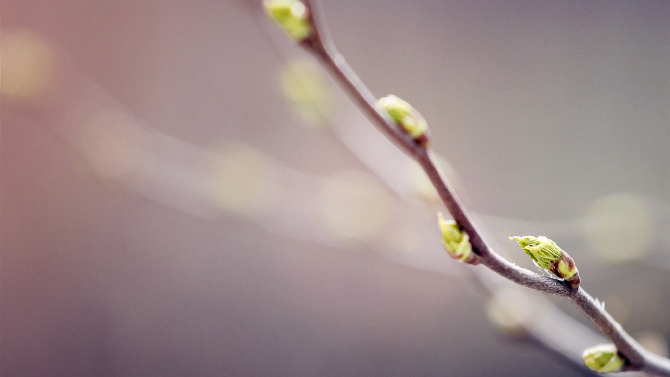Spring buds on the trees HD wallpapers #9 - 1366x768