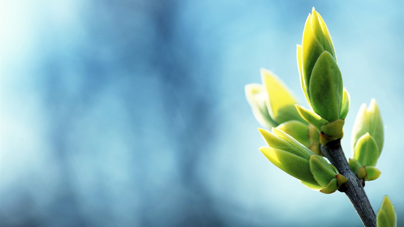Spring buds on the trees HD wallpapers #10 - 1366x768