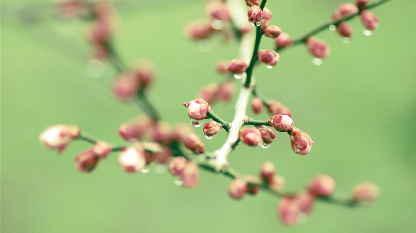 Primavera brotes en los árboles wallpapers HD #11 - 1366x768