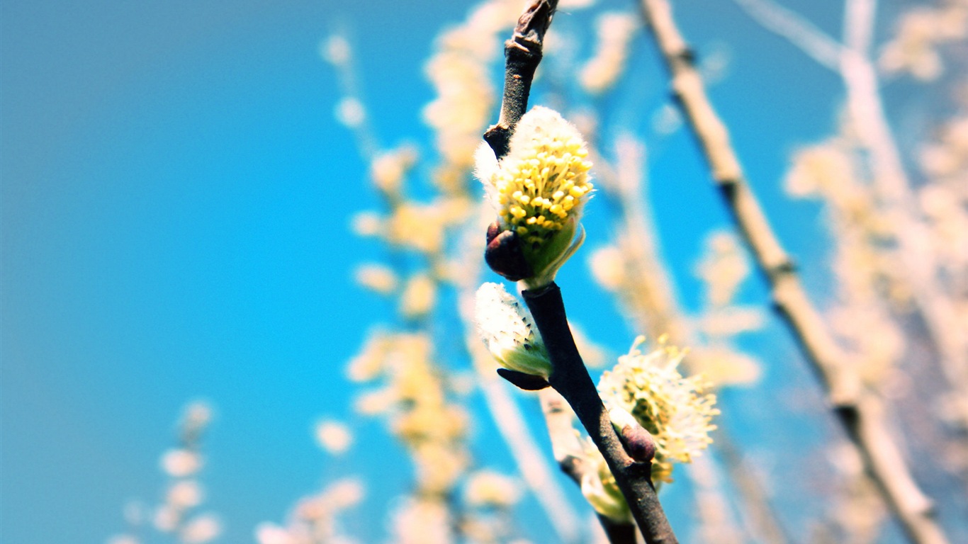 Primavera brotes en los árboles wallpapers HD #12 - 1366x768