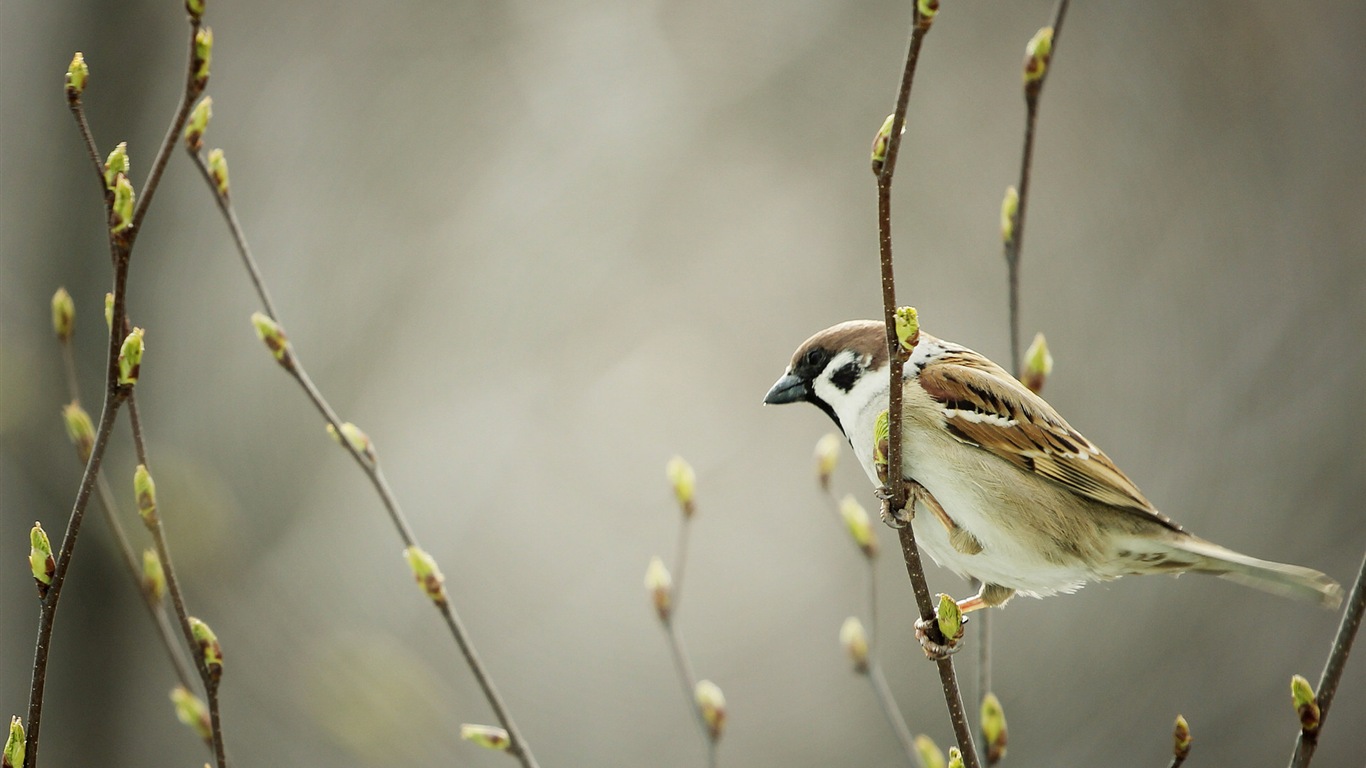 Spring buds on the trees HD wallpapers #14 - 1366x768