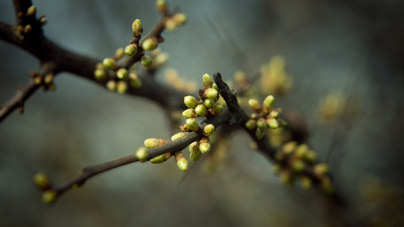 Spring buds on the trees HD wallpapers #15 - 1366x768