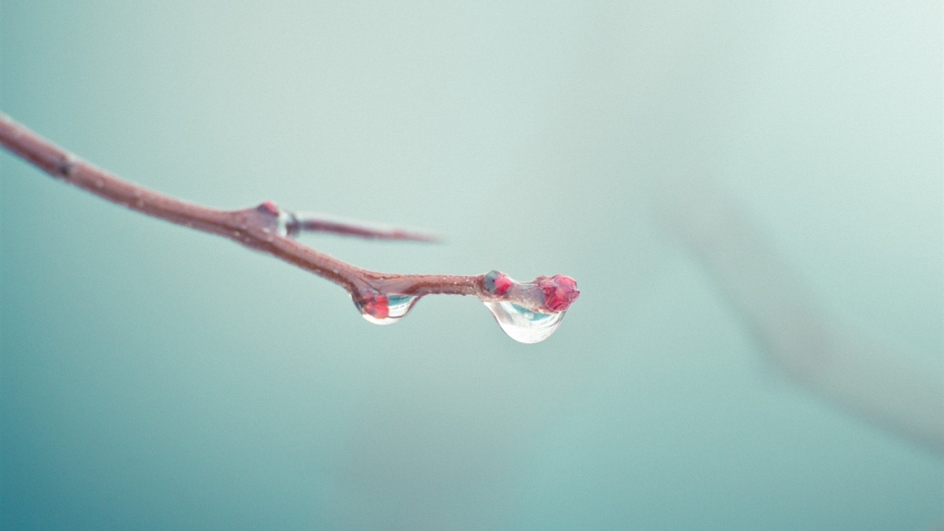 Spring buds on the trees HD wallpapers #16 - 1366x768