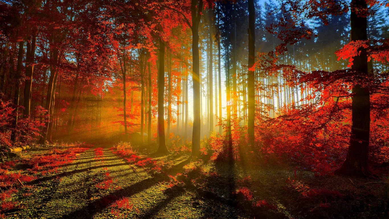 Automne feuilles rouges des arbres d'écran HD forêt #1 - 1366x768