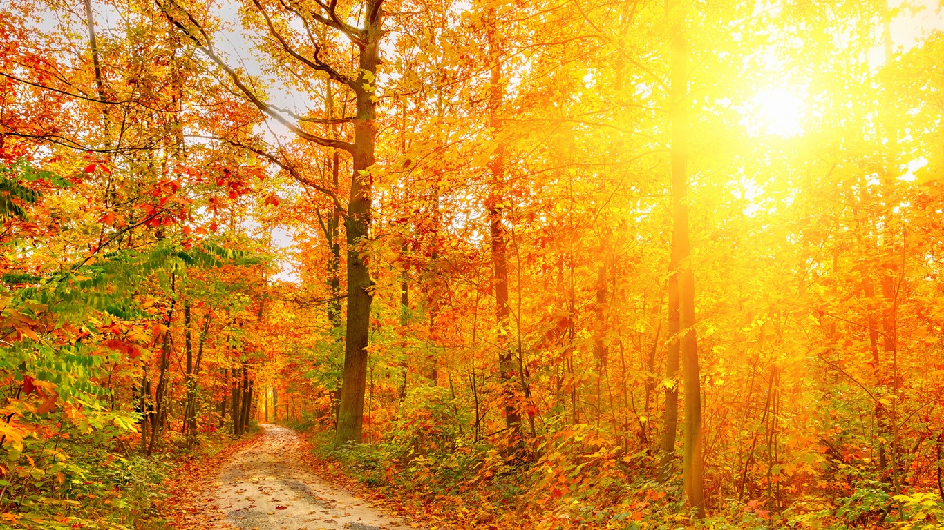 Automne feuilles rouges des arbres d'écran HD forêt #3 - 1366x768