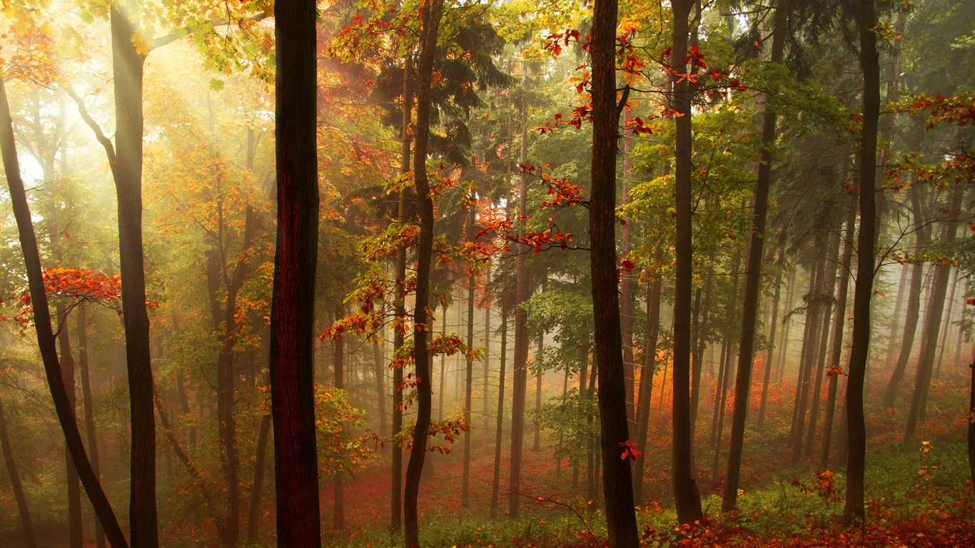 Podzimní červené listy lesních dřevin HD tapetu #5 - 1366x768