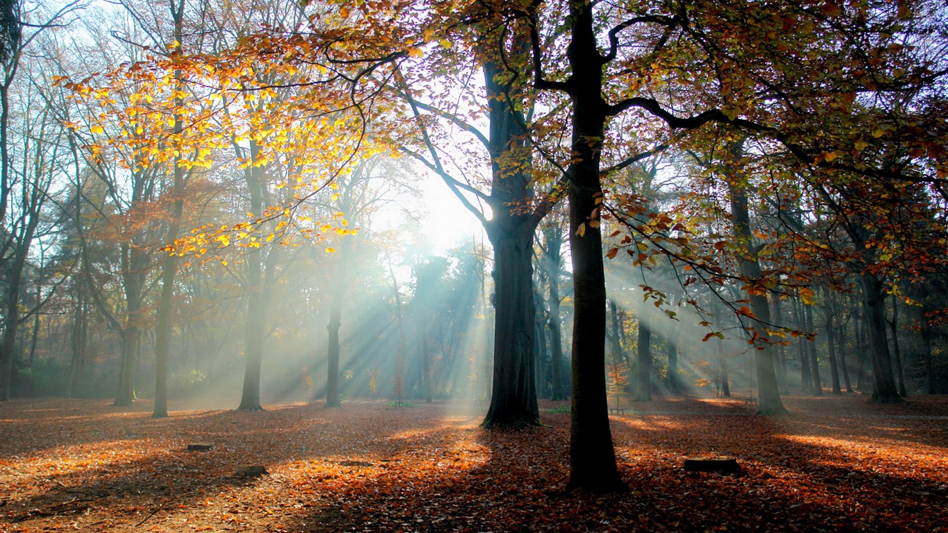 Automne feuilles rouges des arbres d'écran HD forêt #6 - 1366x768