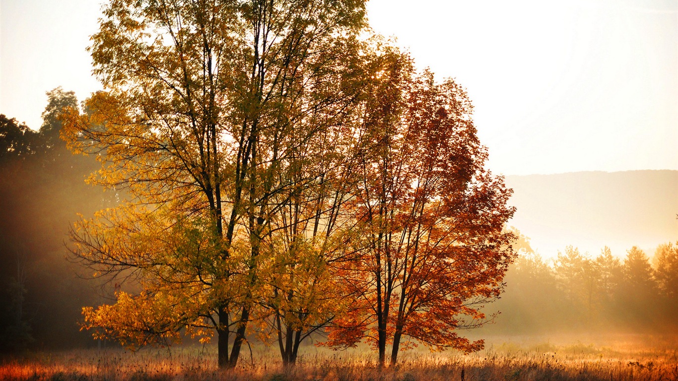 Podzimní červené listy lesních dřevin HD tapetu #7 - 1366x768