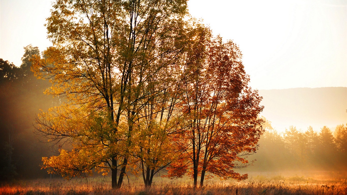 Automne feuilles rouges des arbres d'écran HD forêt #7 - 1366x768