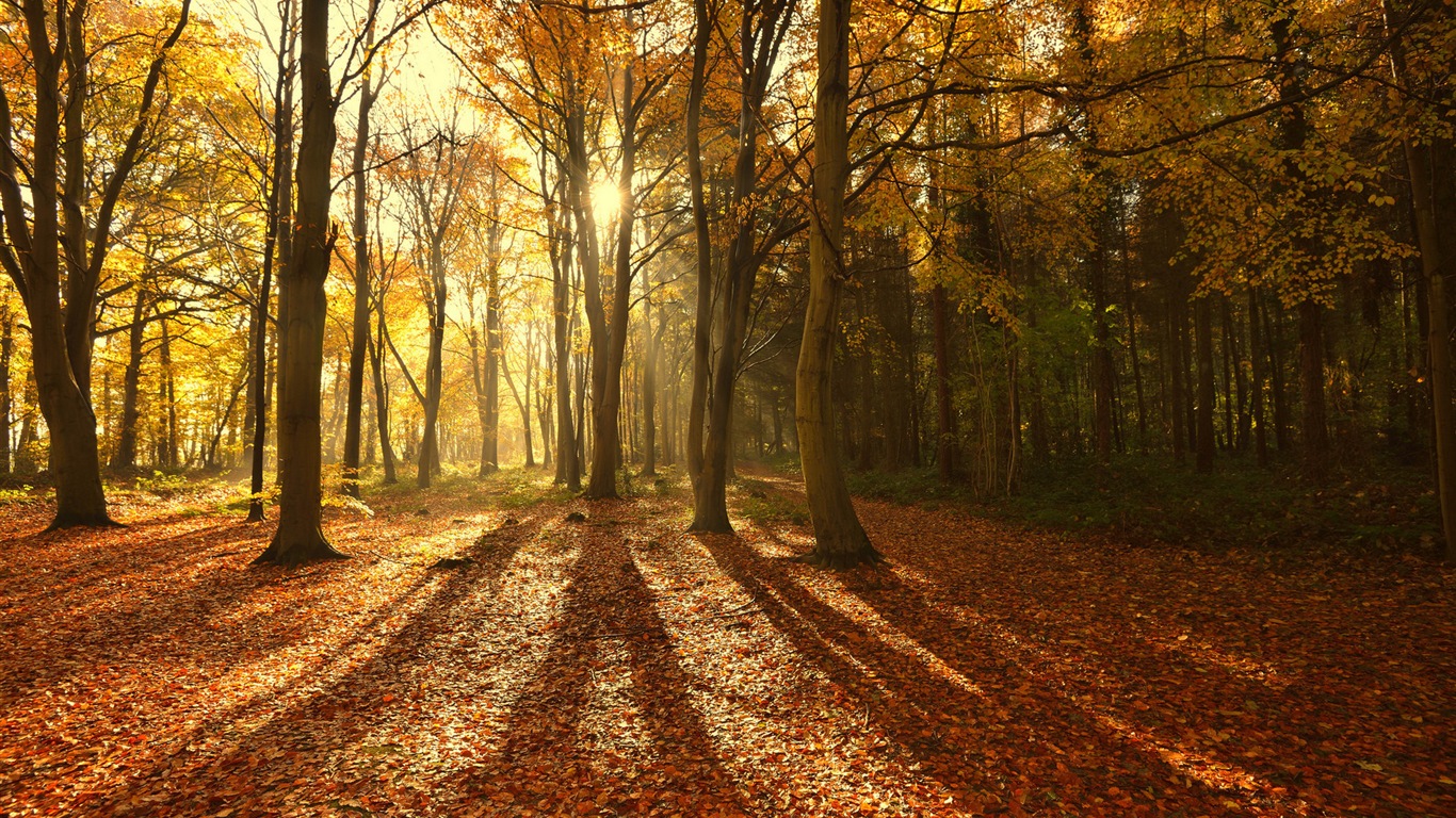 Automne feuilles rouges des arbres d'écran HD forêt #8 - 1366x768