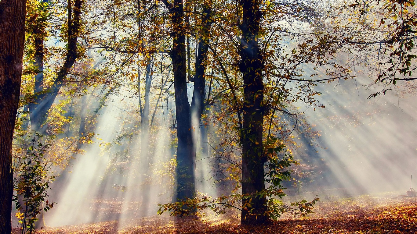 Herbst rote Blätter Waldbäumen HD Wallpaper #9 - 1366x768