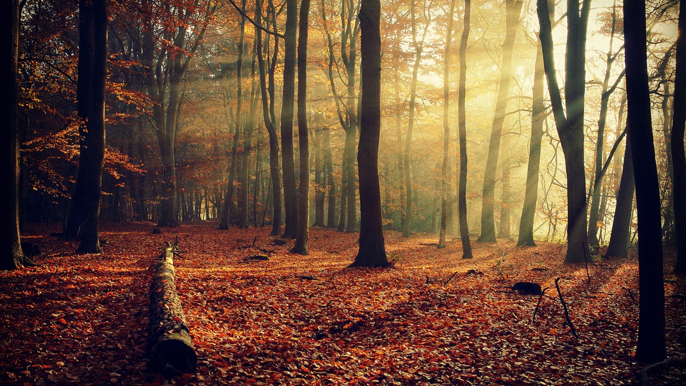 Podzimní červené listy lesních dřevin HD tapetu #10 - 1366x768