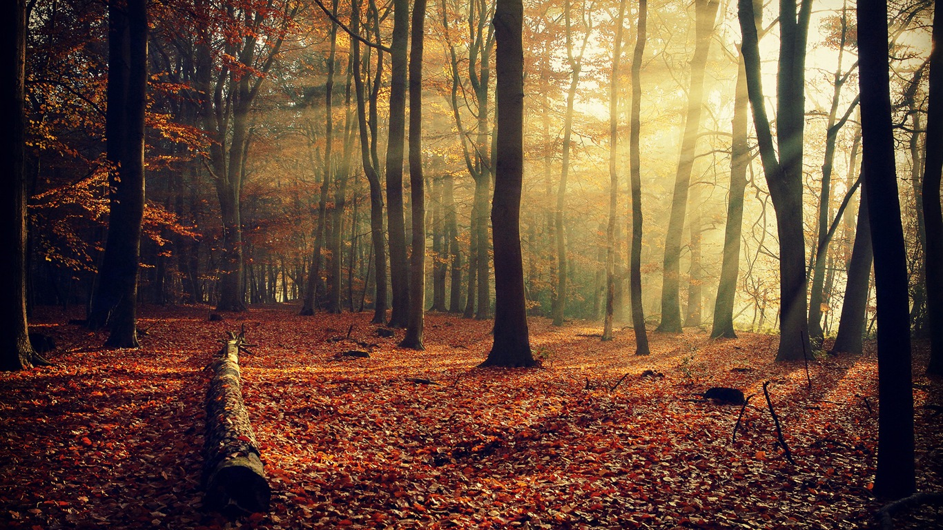 Rojo hojas de otoño bosque árboles HD wallpaper #10 - 1366x768