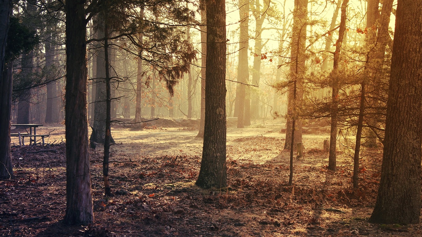 Podzimní červené listy lesních dřevin HD tapetu #11 - 1366x768