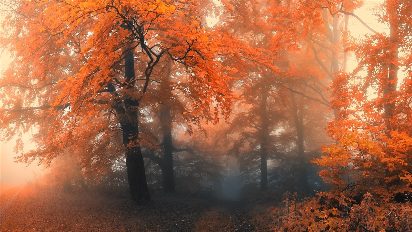 Podzimní červené listy lesních dřevin HD tapetu #12 - 1366x768