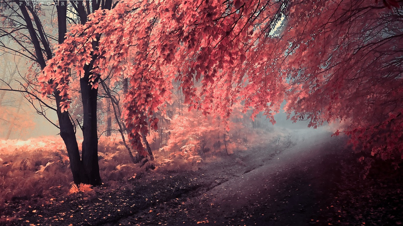 秋の赤、森の木々のHDの壁紙を離れる #13 - 1366x768