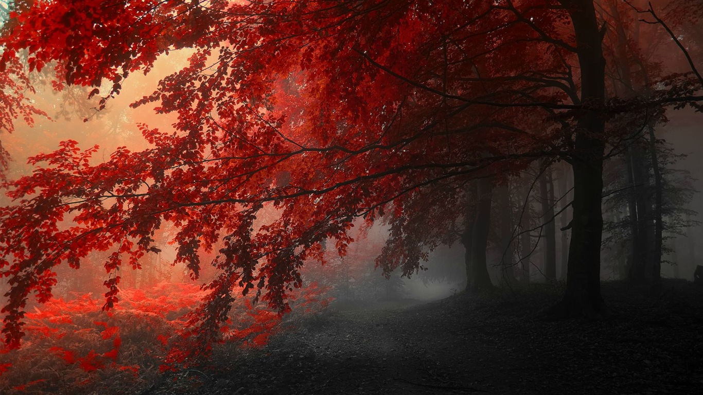 Herbst rote Blätter Waldbäumen HD Wallpaper #14 - 1366x768