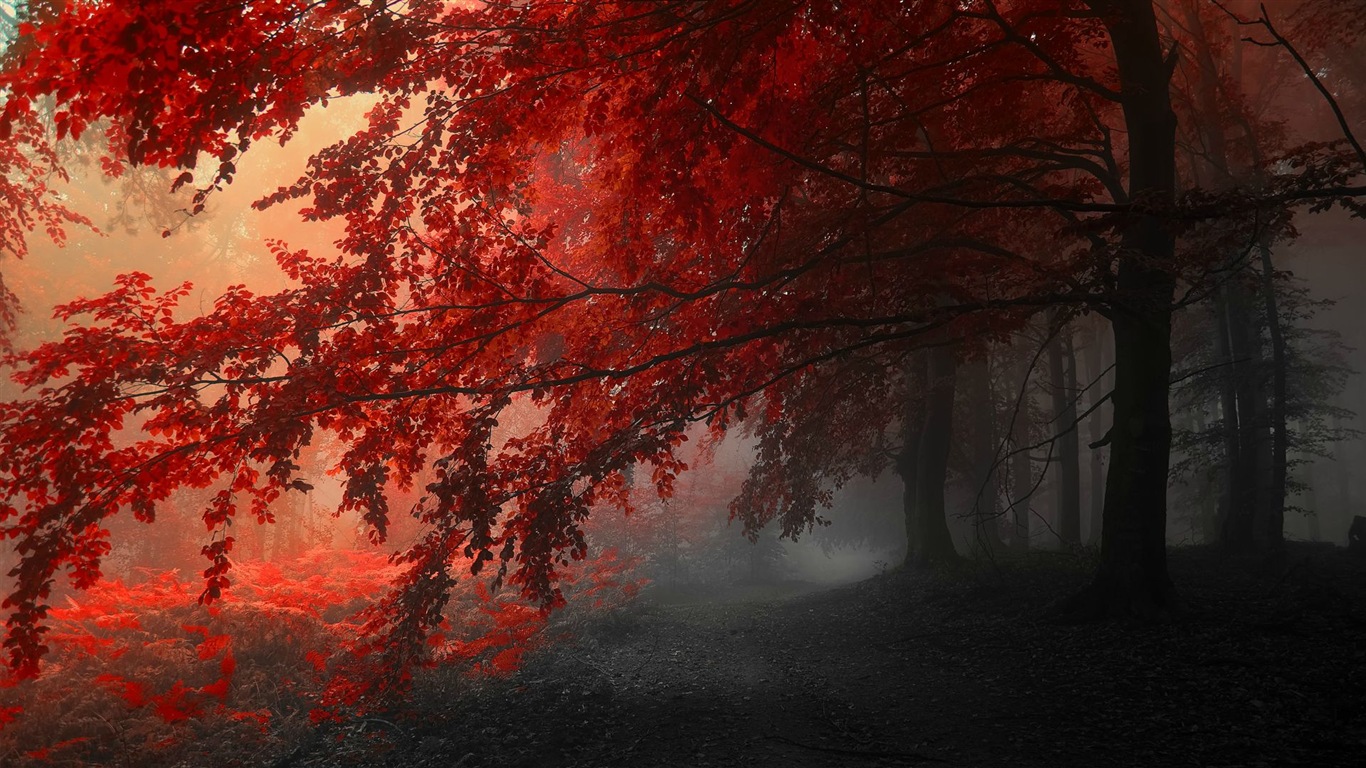 秋季紅葉森林樹木 高清壁紙 #14 - 1366x768