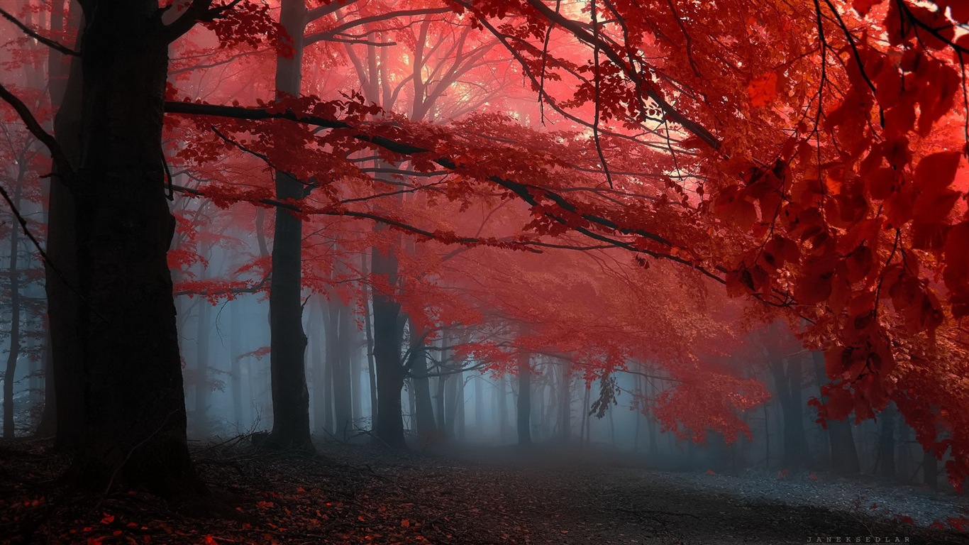 Automne feuilles rouges des arbres d'écran HD forêt #15 - 1366x768