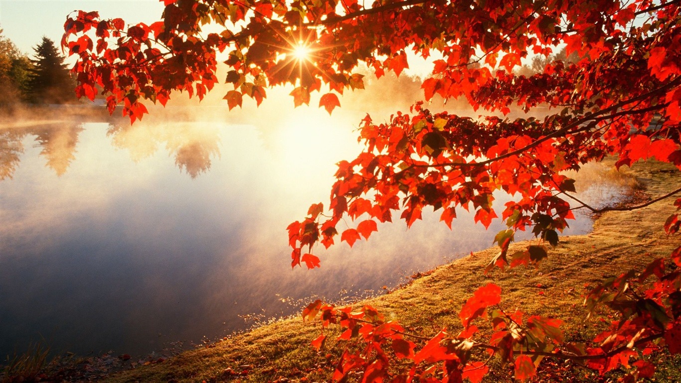 Herbst rote Blätter Waldbäumen HD Wallpaper #20 - 1366x768