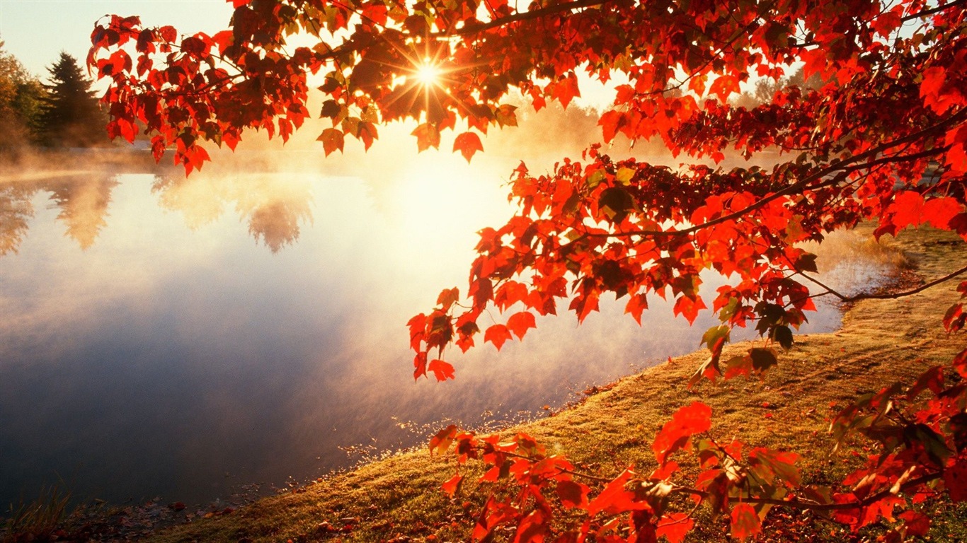 Automne feuilles rouges des arbres d'écran HD forêt #20 - 1366x768