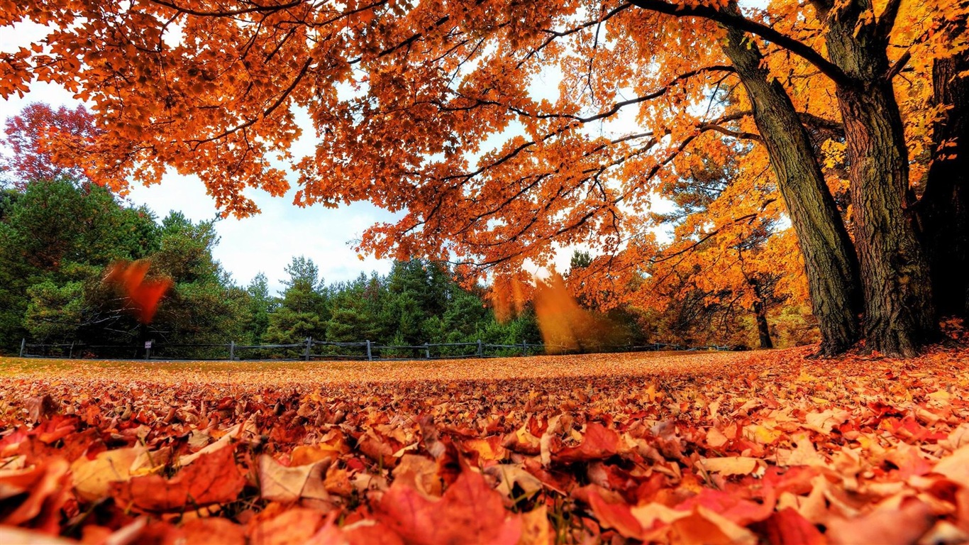 Thème de Windows 8.1 HD fonds d'écran: belles feuilles d'automne #1 - 1366x768