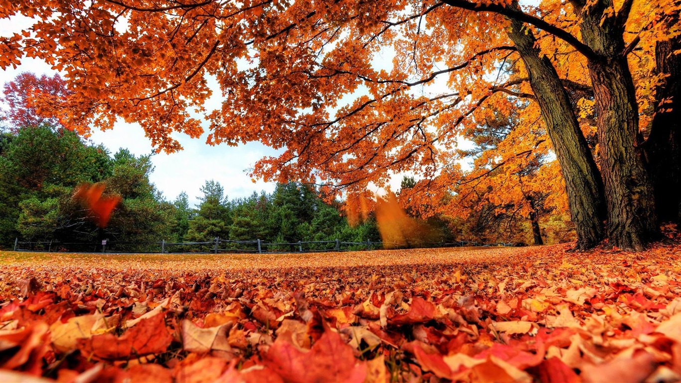 Windows 8.1 紅葉秋天美景主題 高清壁紙 #1 - 1366x768