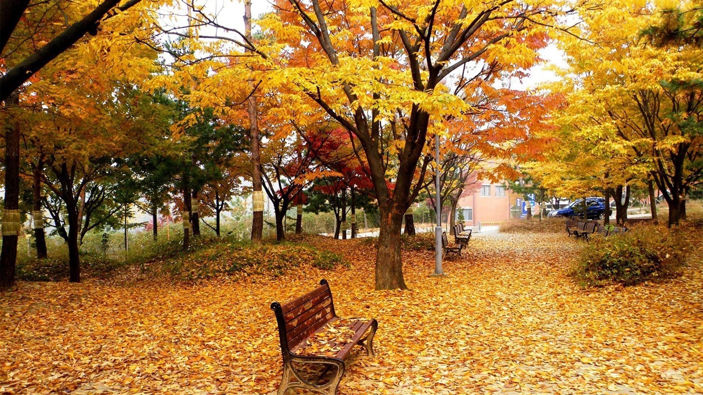 Windows 8.1 Theme HD wallpapers: beautiful autumn leaves #3 - 1366x768