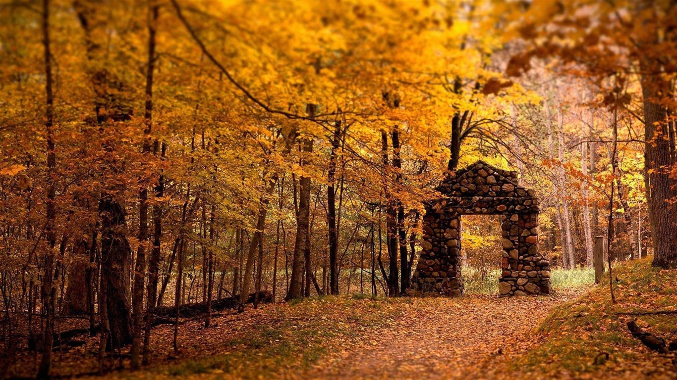 Windows 8.1 Theme HD wallpapers: beautiful autumn leaves #4 - 1366x768