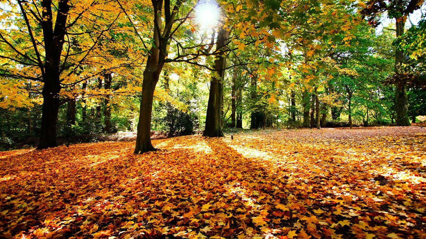 Windows 8.1 Theme HD wallpapers: beautiful autumn leaves #5 - 1366x768