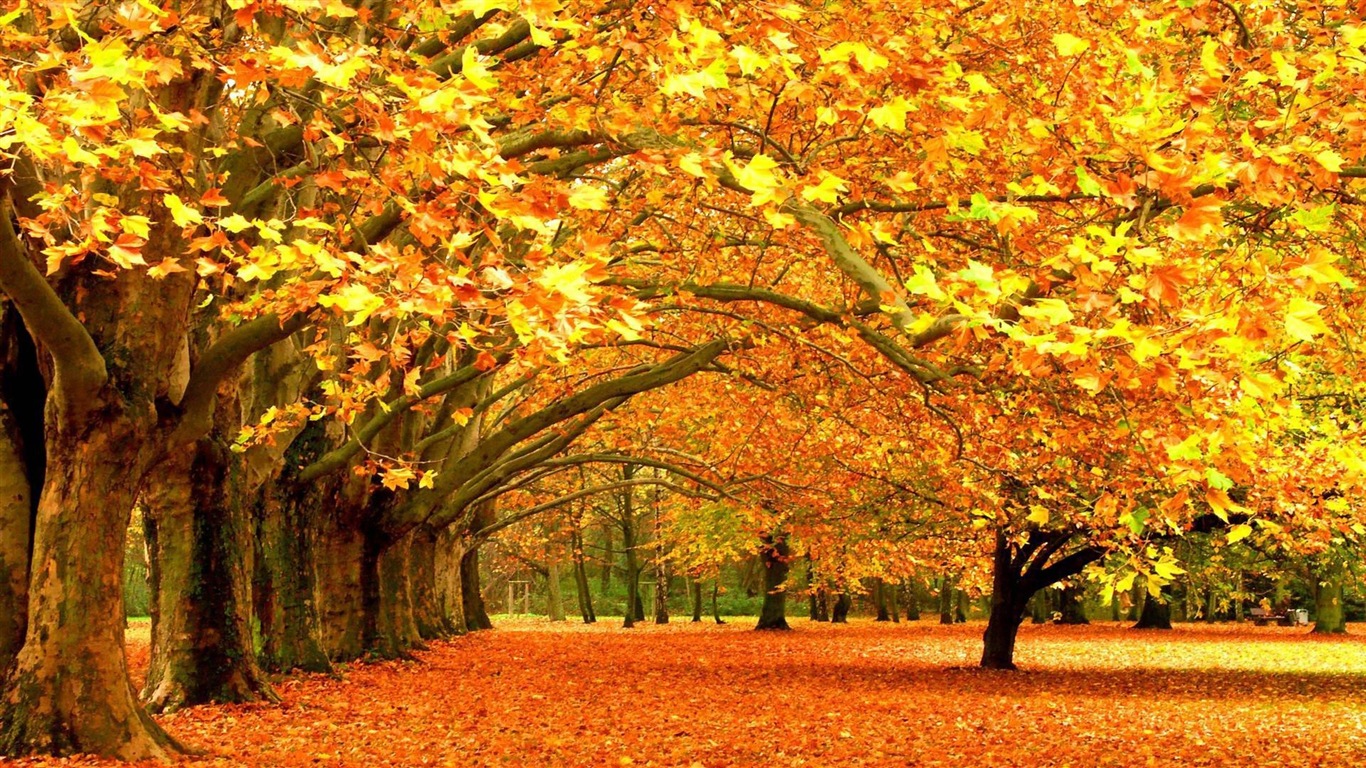 ウィンドウズ8.1テーマのHD壁紙：美しい秋の紅葉 #6 - 1366x768