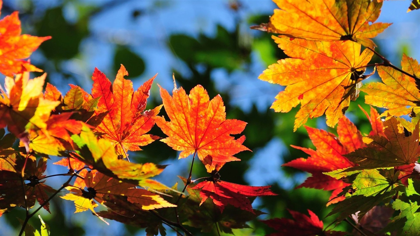 Windows 8.1 Theme HD wallpapers: beautiful autumn leaves #8 - 1366x768