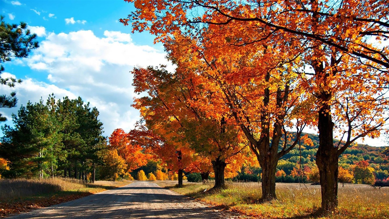 Thème de Windows 8.1 HD fonds d'écran: belles feuilles d'automne #10 - 1366x768