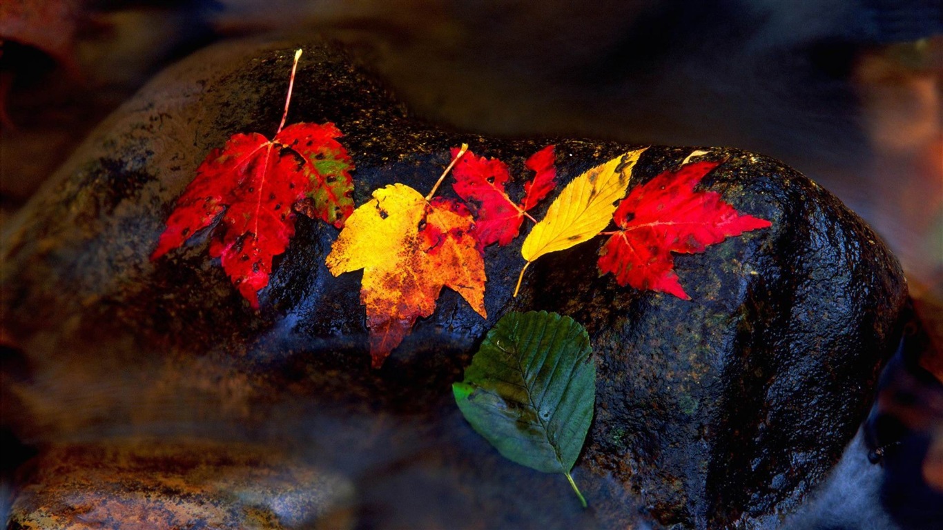 Windows 8.1 Theme HD wallpapers: beautiful autumn leaves #11 - 1366x768