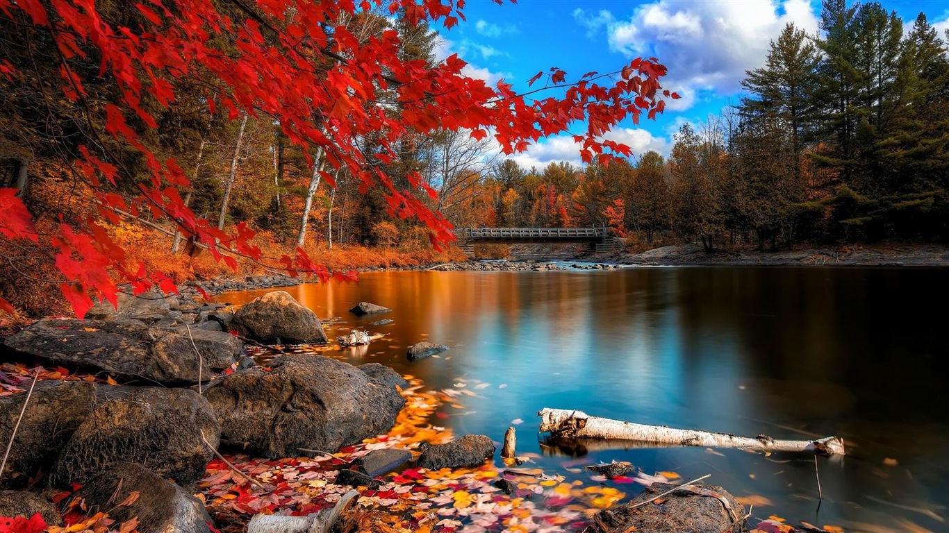 Windows 8.1 Theme HD wallpapers: beautiful autumn leaves #13 - 1366x768