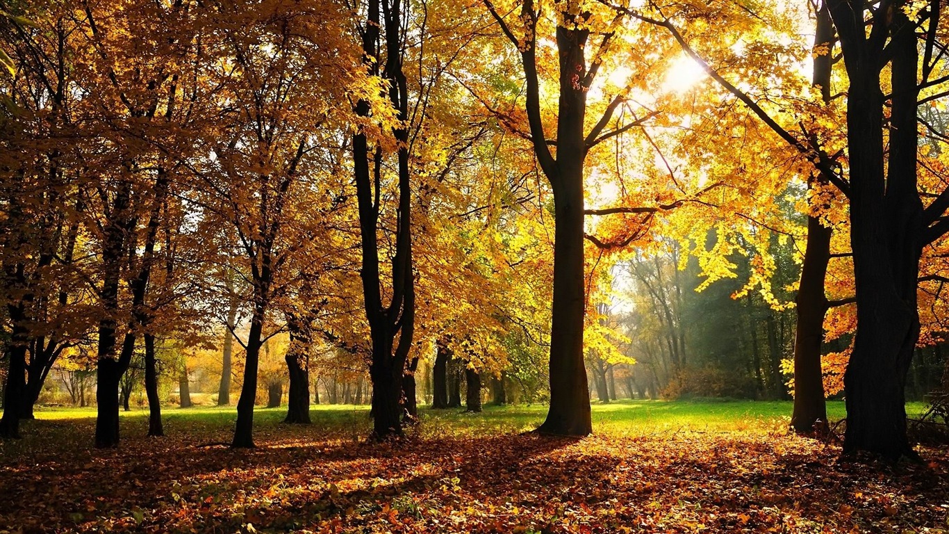 Windows 8.1 Theme HD wallpapers: beautiful autumn leaves #15 - 1366x768