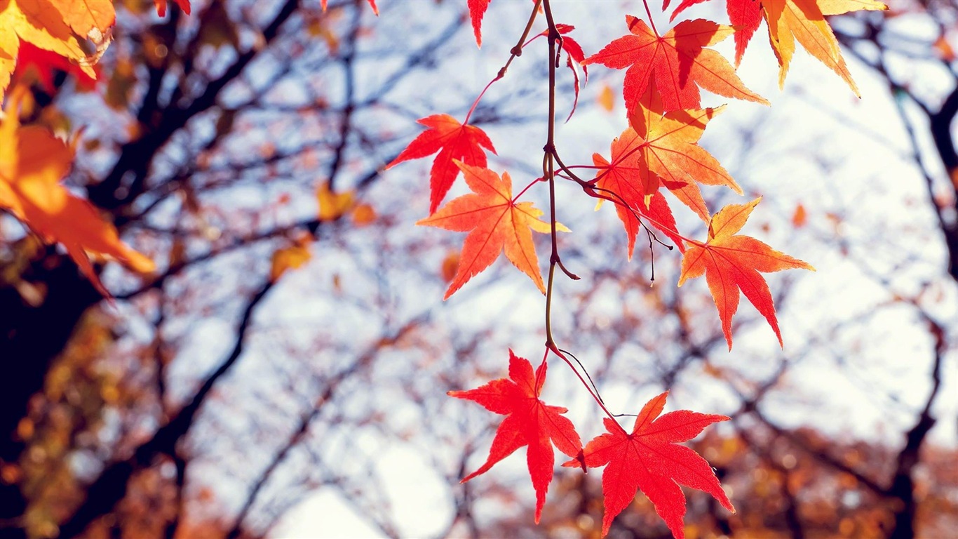 Windows 8.1 Theme HD wallpapers: beautiful autumn leaves #18 - 1366x768