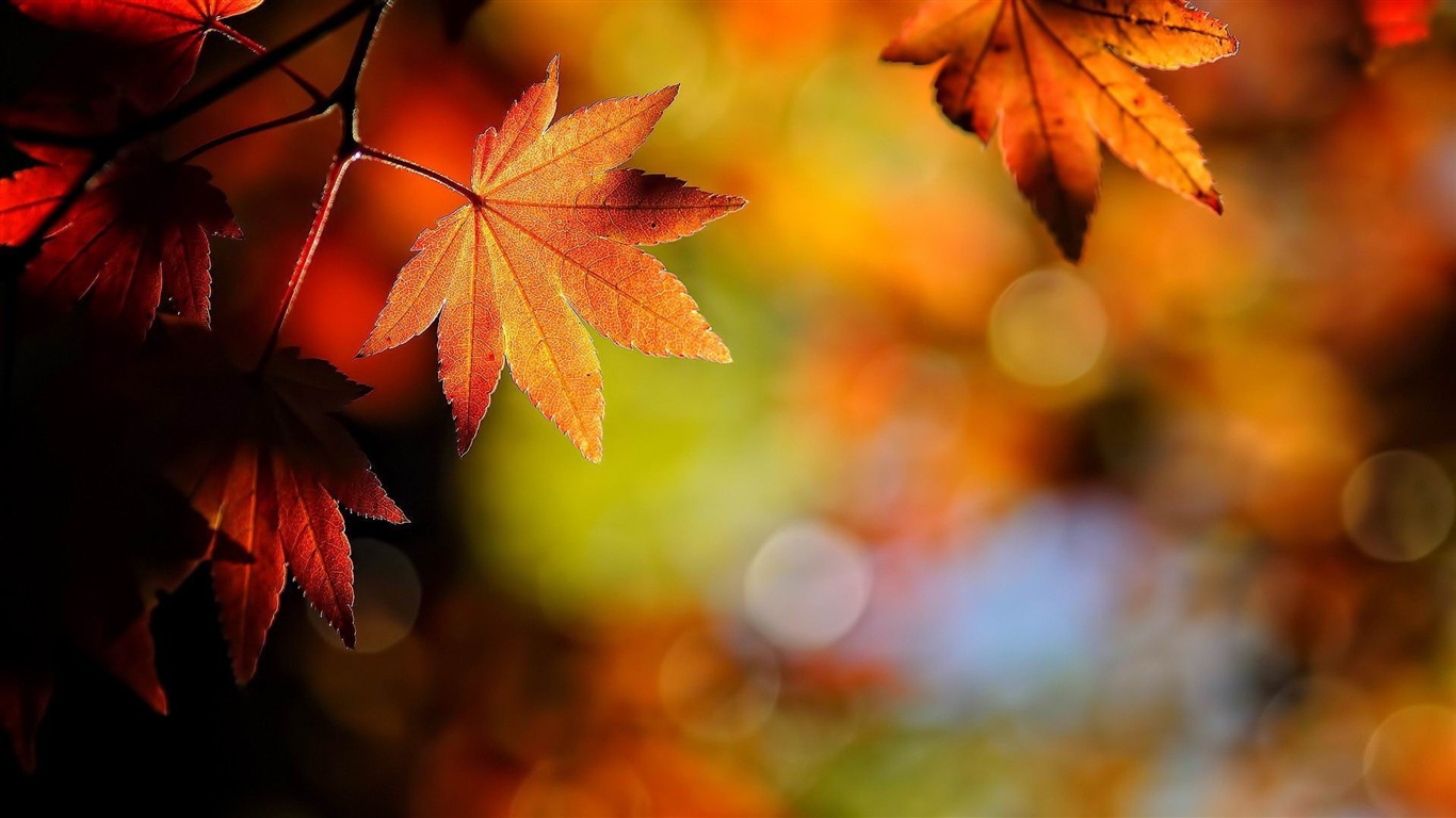 Thème de Windows 8.1 HD fonds d'écran: belles feuilles d'automne #19 - 1366x768