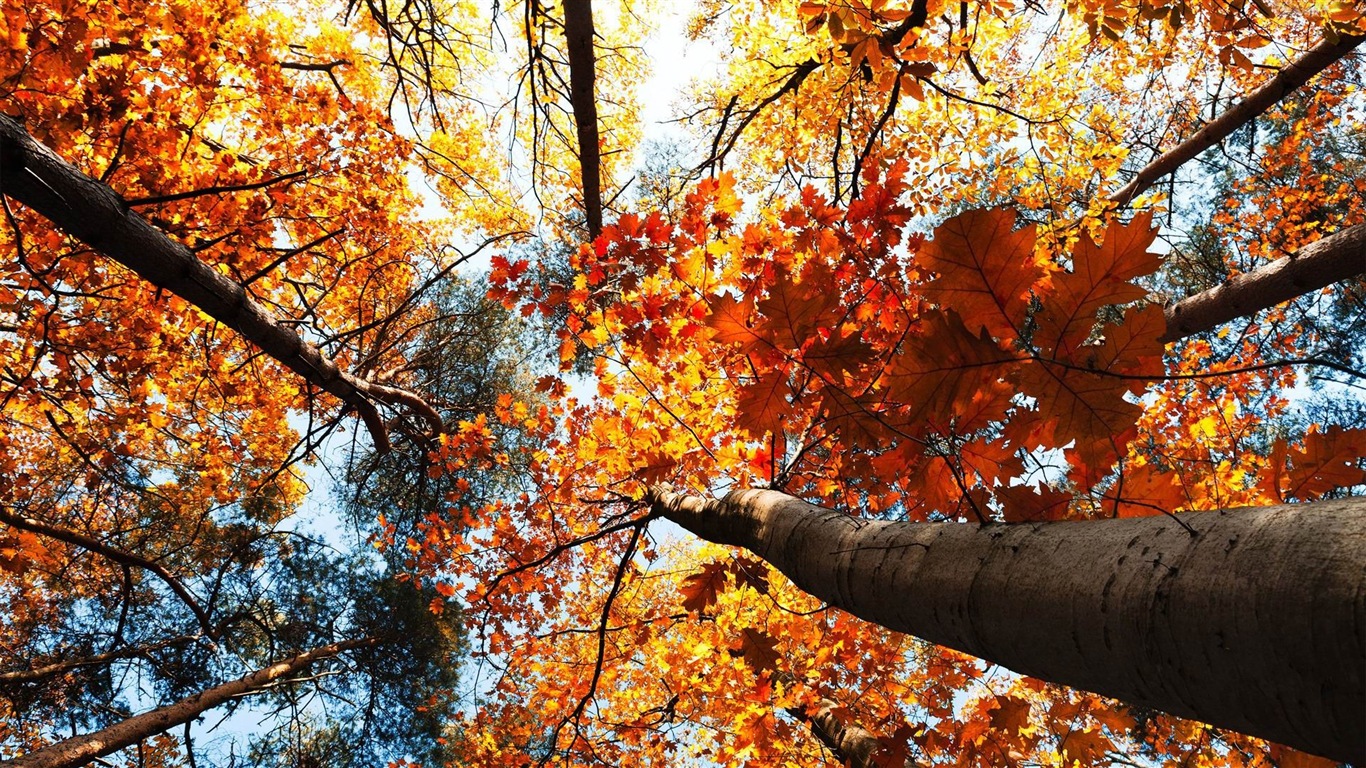 Windows 8.1 Theme HD wallpapers: beautiful autumn leaves #20 - 1366x768