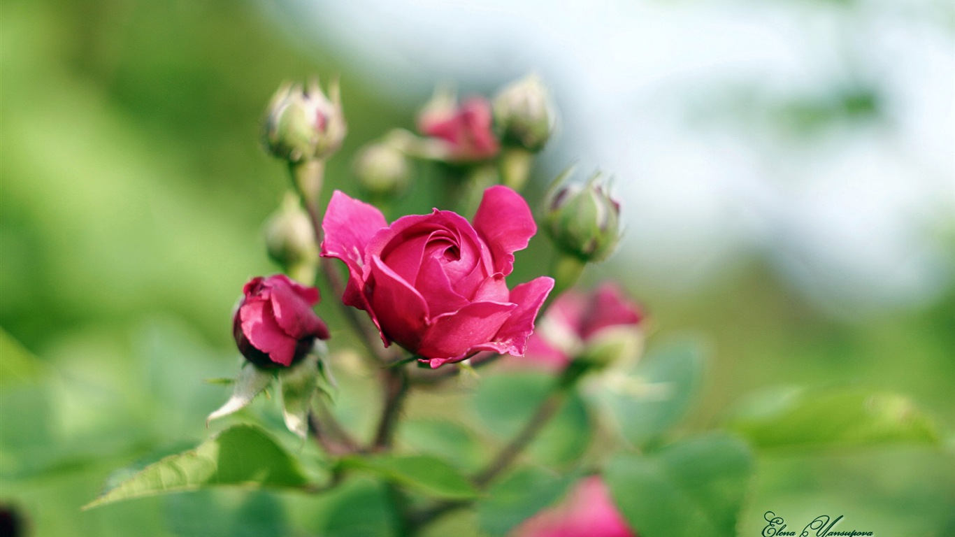 Windows 8 Theme HD Wallpapers: Beautiful flowers #1 - 1366x768