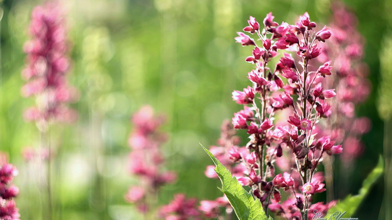 Windows 8 Theme HD Fonds d'écran: Belles fleurs #2 - 1366x768