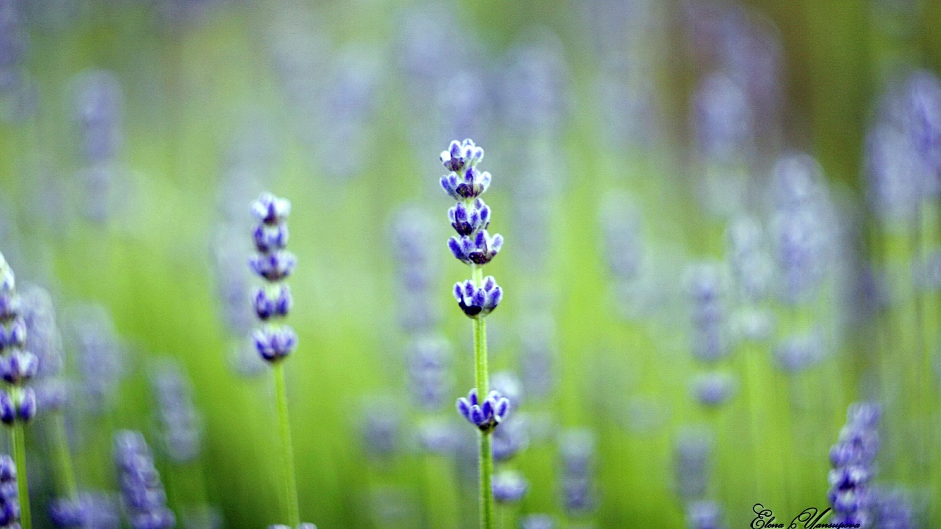 Windows 8 Theme HD Fonds d'écran: Belles fleurs #6 - 1366x768