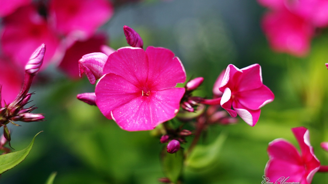 Windows 8 Theme HD Wallpapers: Beautiful flowers #1 - 1366x768