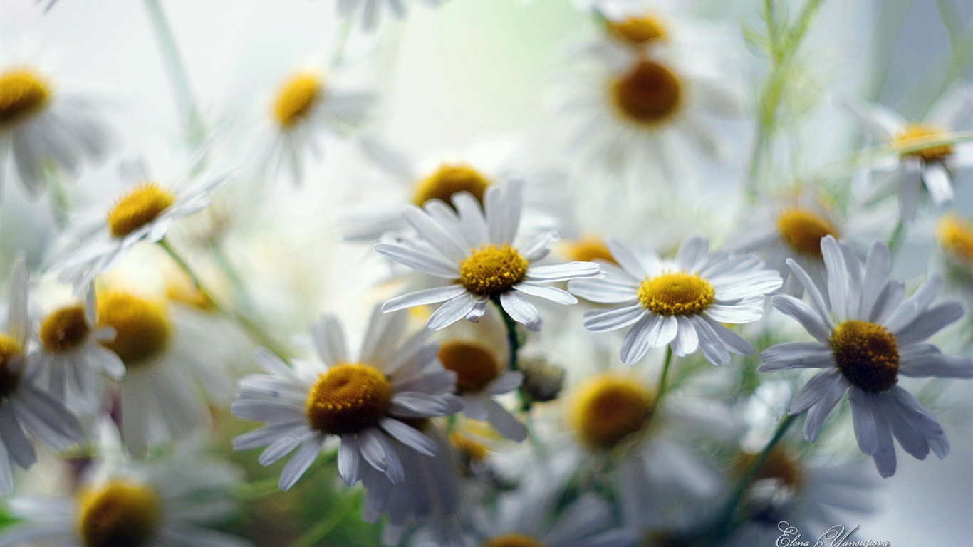 Windows 8 Theme HD Wallpapers: Beautiful flowers #13 - 1366x768