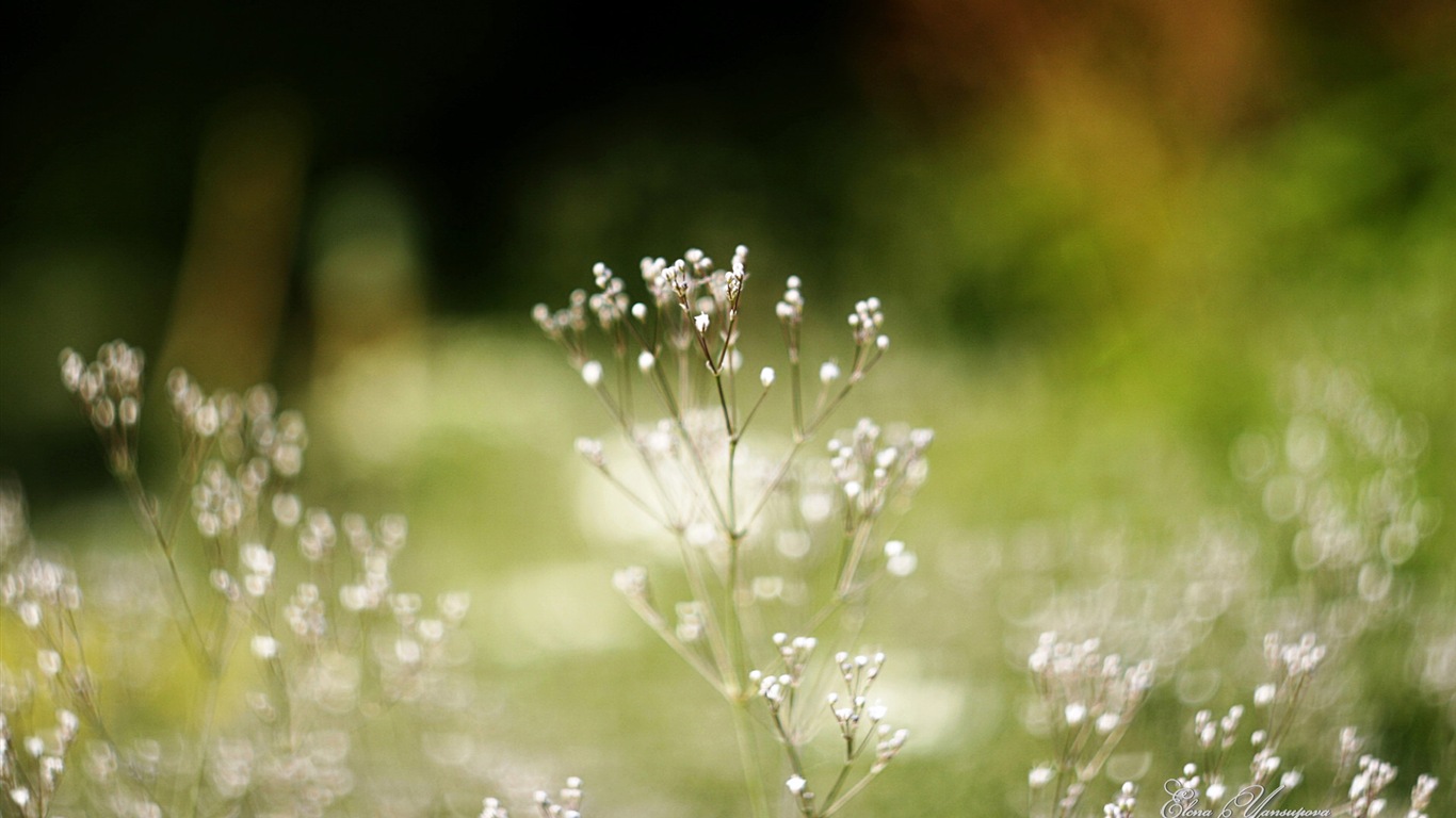 Windows 8 Theme HD Fonds d'écran: Belles fleurs #14 - 1366x768